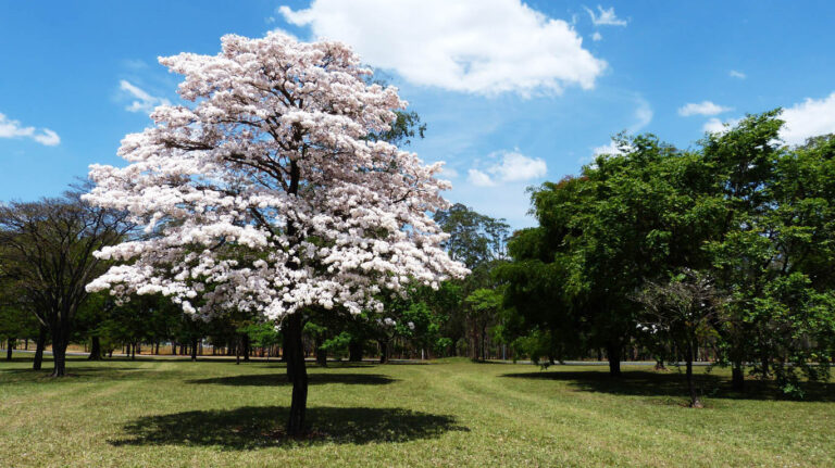 Árvores Nativas De Curitiba Variedades Em Mudas De Árvores Nativas Atendemos Curitiba E Região 7457